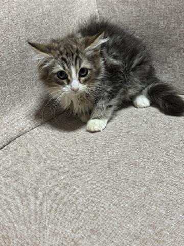 ノルウェージャンフォレストキャット