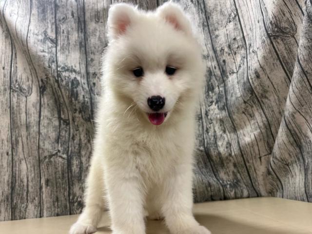 サモエド