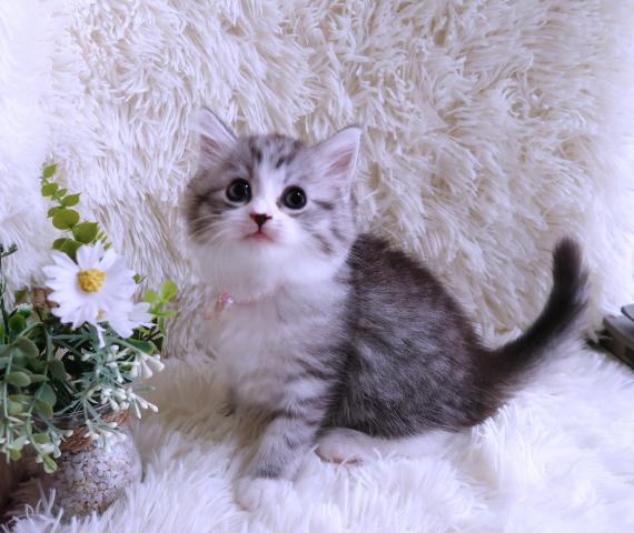 ノルウェージャンフォレストキャット