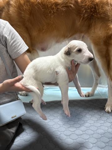 ボルゾイ