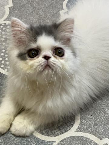 エキゾチックショートヘアーロング