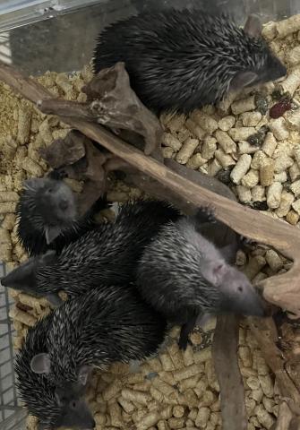 ヒメハリテンレック