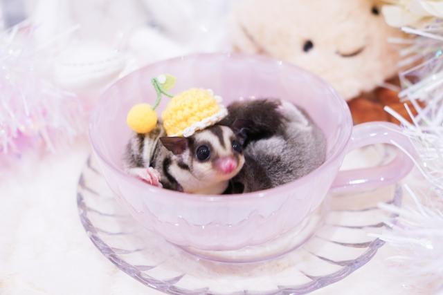 ピンクアイ直子ノーマルヘテロクリミノ＆プラチナ＆リューシ