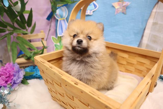 ポメラニアン❣️ふわふわで可愛い★表示価格は生体価格、ワクチン、マイクロチップ、生命、先天性病気保障、など諸費用全部含むの総額です！ ★ご来店お待ちしております。