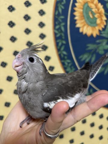 オカメインコ