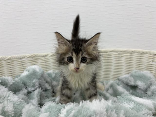 ノルウェージャンフォレストキャット