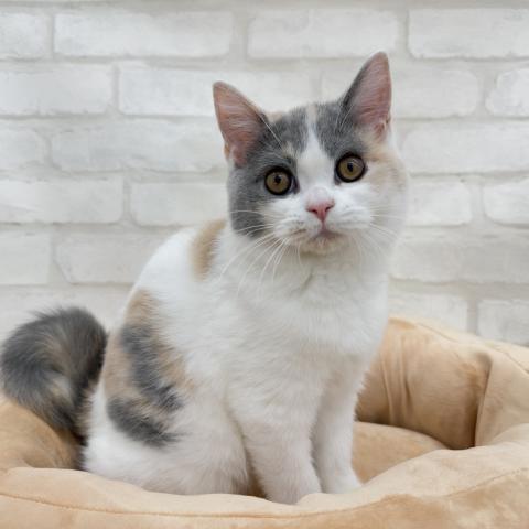 ブリティッシュショートヘア