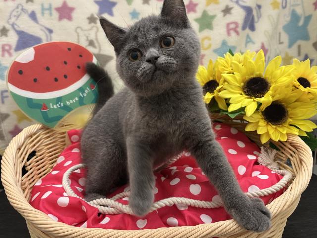 ブリティッシュショートヘア