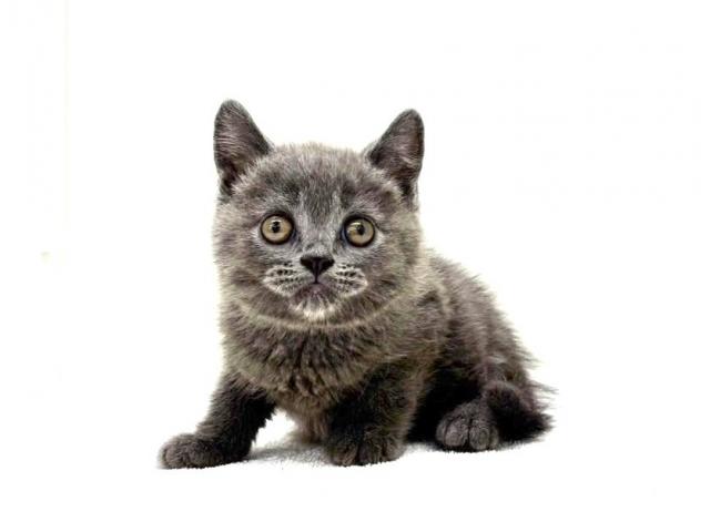 ブリティッシュショートヘア848