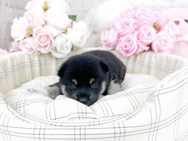 柴犬