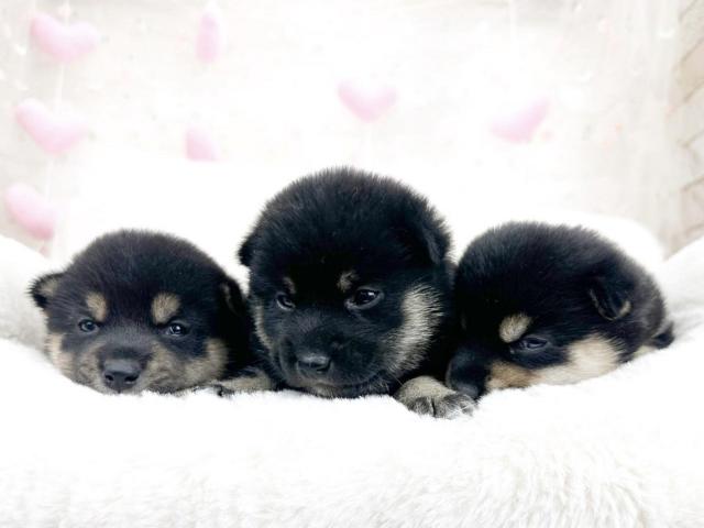 柴犬