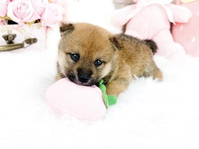 柴犬