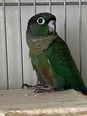 アカハラウロコインコ　ハイブリッド