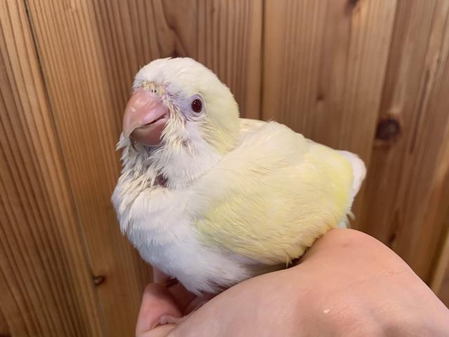 オキナインコ