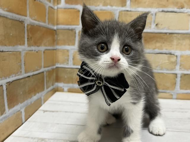 ブリティッシュショートヘア