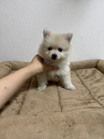 ポメラニアン
