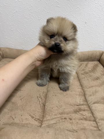 ポメラニアン