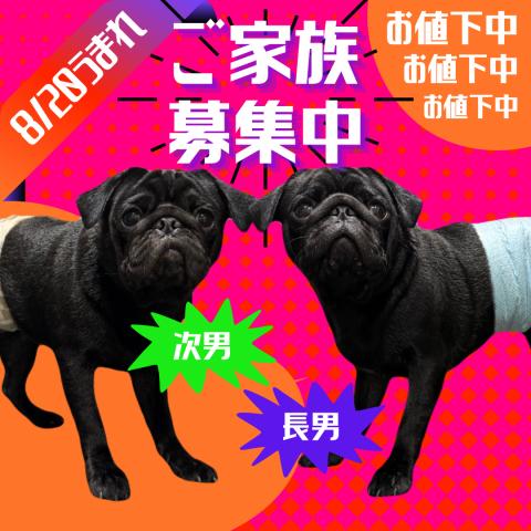 パグ