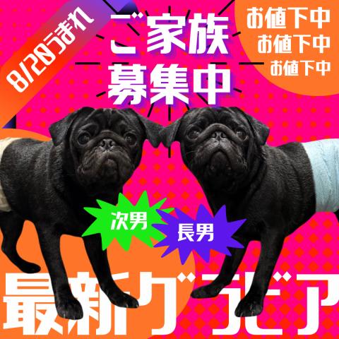 パグ