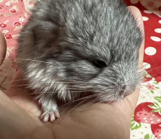 チンチラ(パイド)