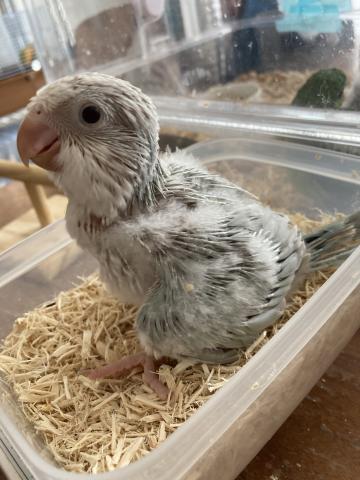 オキナインコ（ブルーパリッド系）