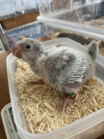 オキナインコ（ブルーパリッド系