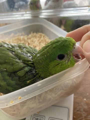 サザナミインコ（グリーン）１号