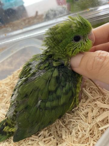 サザナミインコ（グリーン）２号