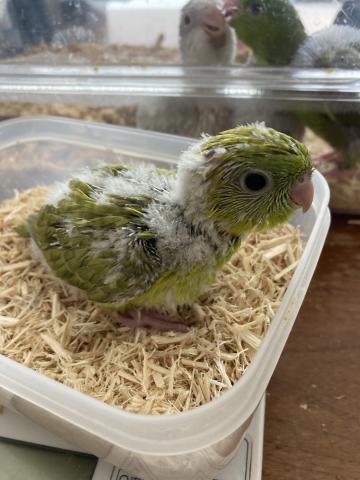 サザナミインコ（スパングル系）３号