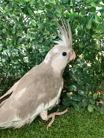 WFオカメインコシナモン