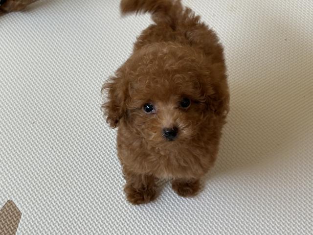 トイプードルタイニーサイズ