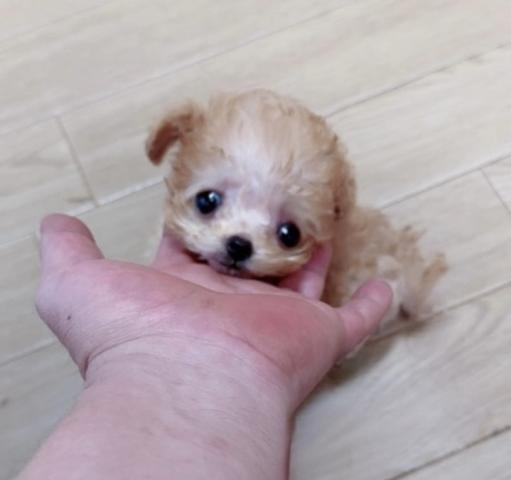 トイプードル❤️めっちゃ可愛い小さな小さなプードルくん❤️