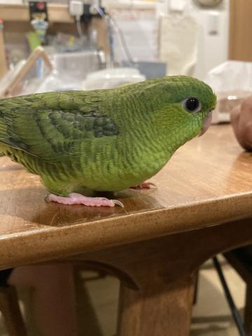 サザナミインコ（グリーン）１号