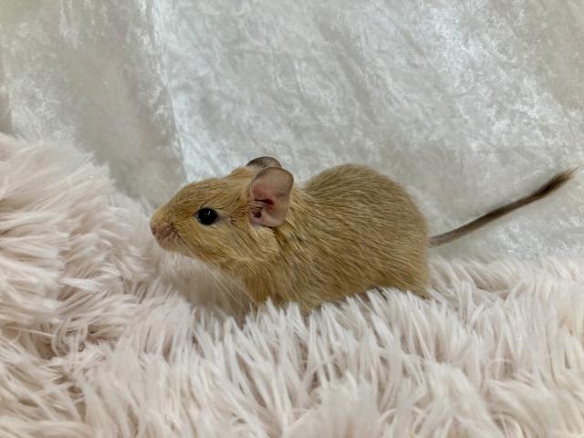 デグー