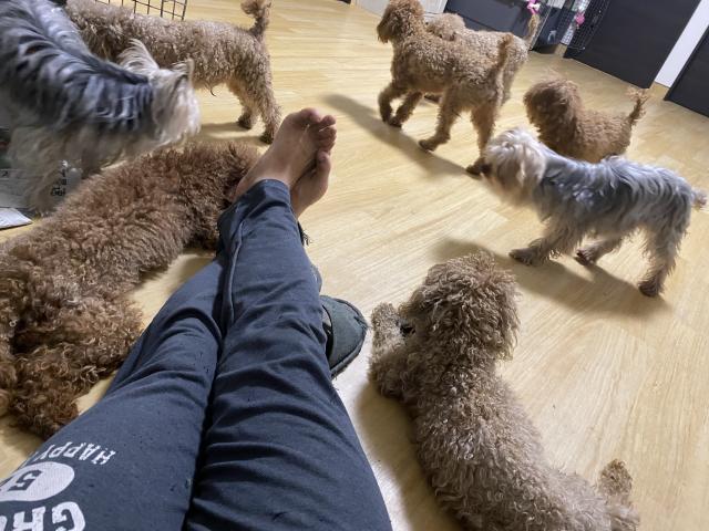ユミペット