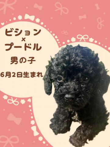 ビションプー