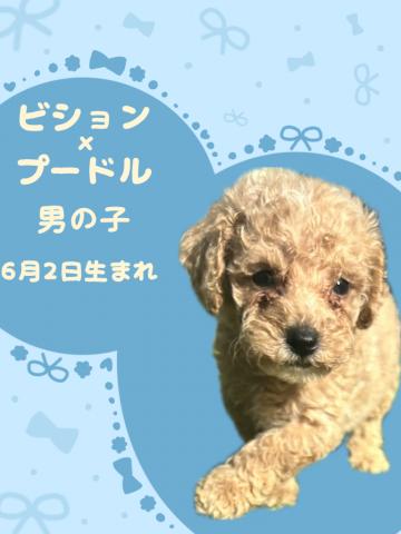 ビションプー