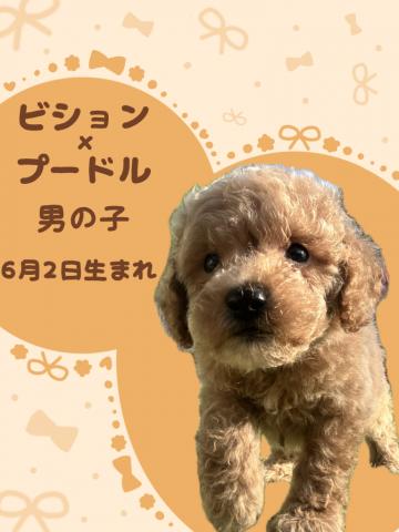 ビションプー