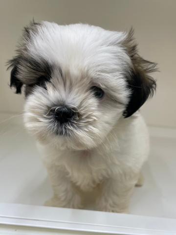 ハーフ犬(マルチーズ×シーズー)