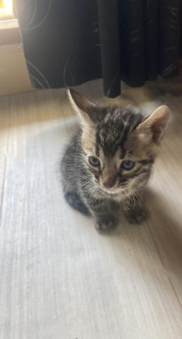 ベンガル