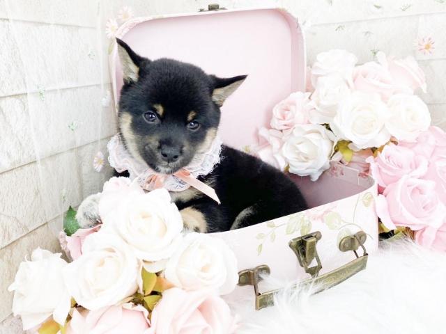 柴犬