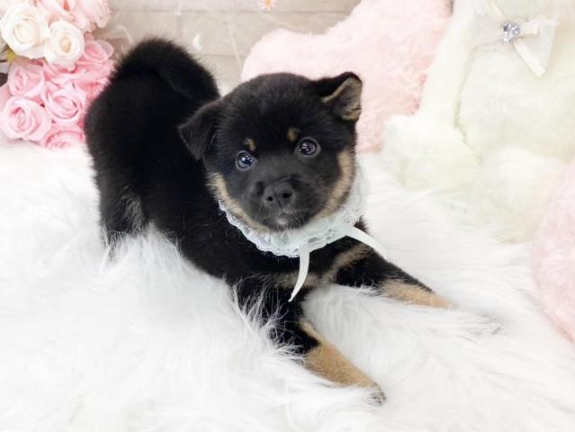 柴犬