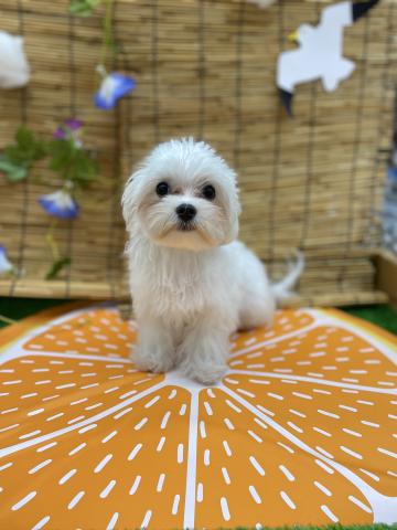 マルチーズ