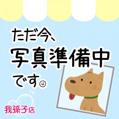 ビションフリーゼ