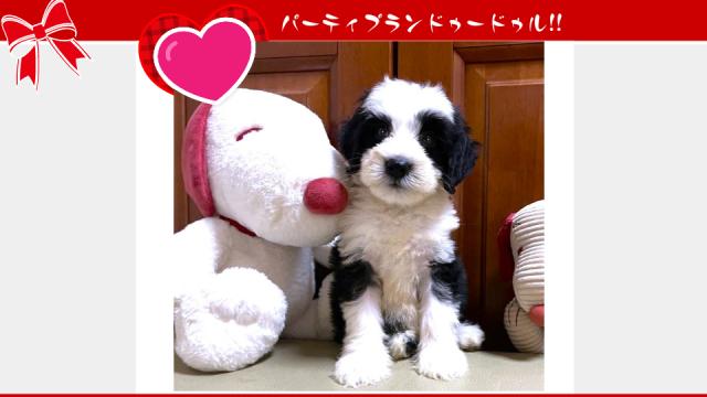 MIX💕個性が光る💕存在感あるミディアムプードル系ドゥードルをお譲りします💕