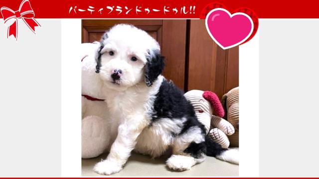 MIX💕個性が光る💕存在感あるミディアムプードル系ドゥードルをお譲りします💕