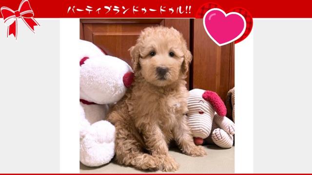 MIX💕個性が光る💕存在感あるミディアムプードル系ドゥードルをお譲りします💕