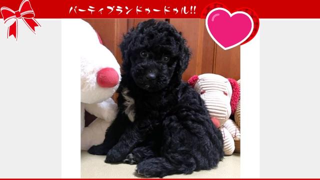 MIX💕個性が光る💕存在感あるミディアムプードル系ドゥードルをお譲りします💕