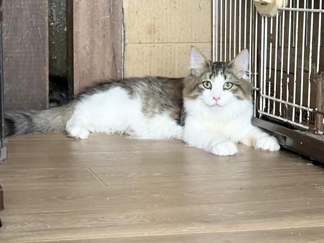 ノルウェージャンフォレストキャット