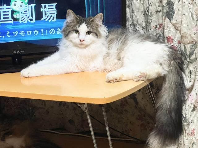 ノルウェージャンフォレストキャット